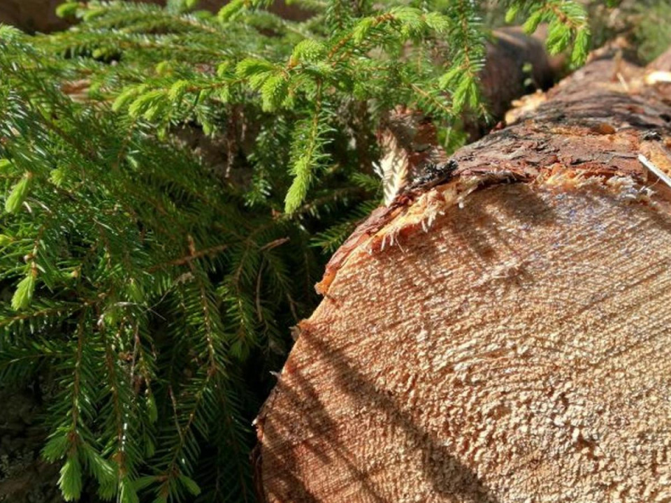 EU tarvitsee kunnianhimoista ja strategista lähestymistapaa metsäpolitiikkaan